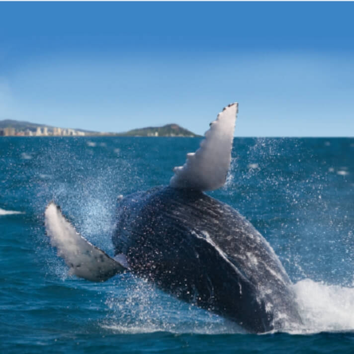 Whale Guarantee
