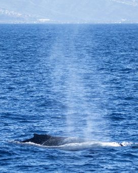 Whale Watching Oahu