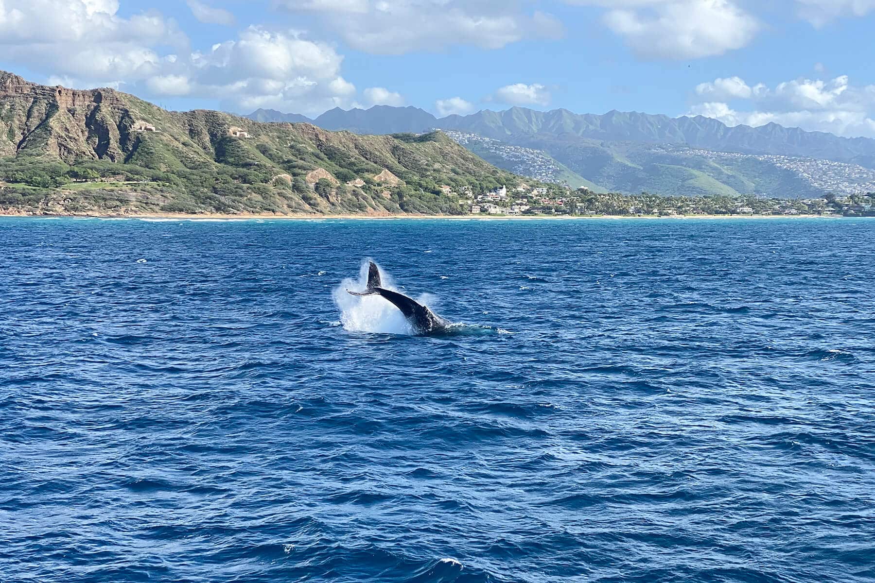 Humpback Whale Diamond Head